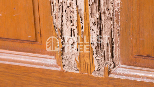 A Comprehensive Guide to Effective Termite Damage Repair