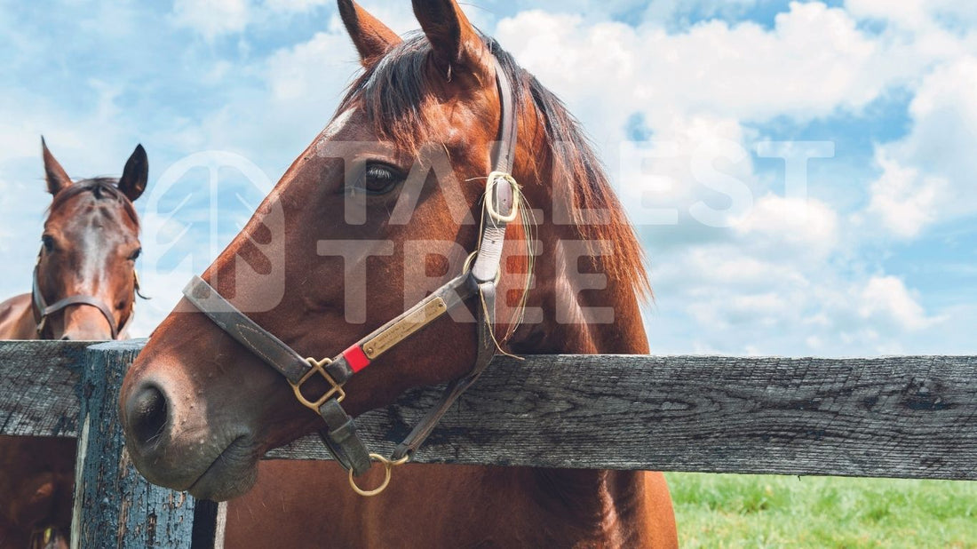 horse up close near an oak wood fence
